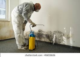 Best Basement Mold Removal  in Swansea, IL